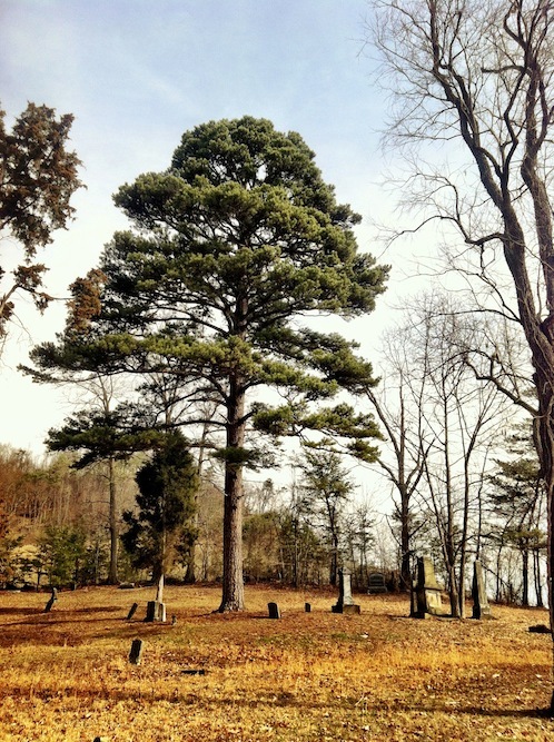 View of State Record Pitch Pine, with the graves of David Gharky and Dr. Thomas Waller (2013).